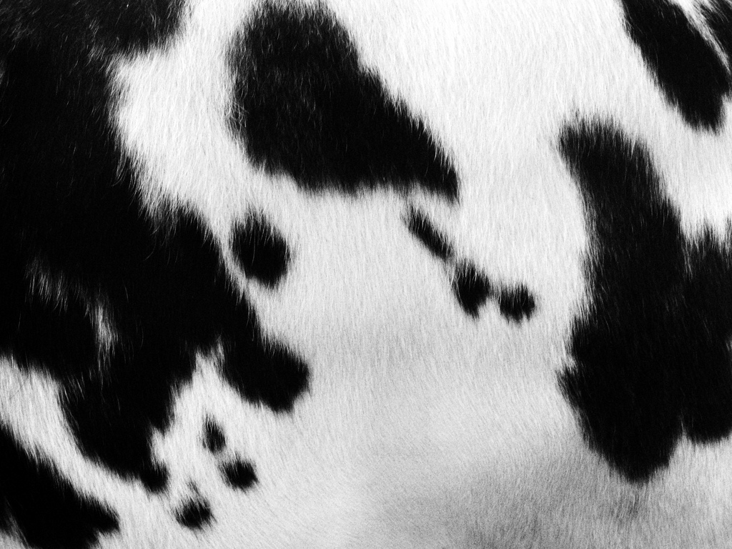 cow print