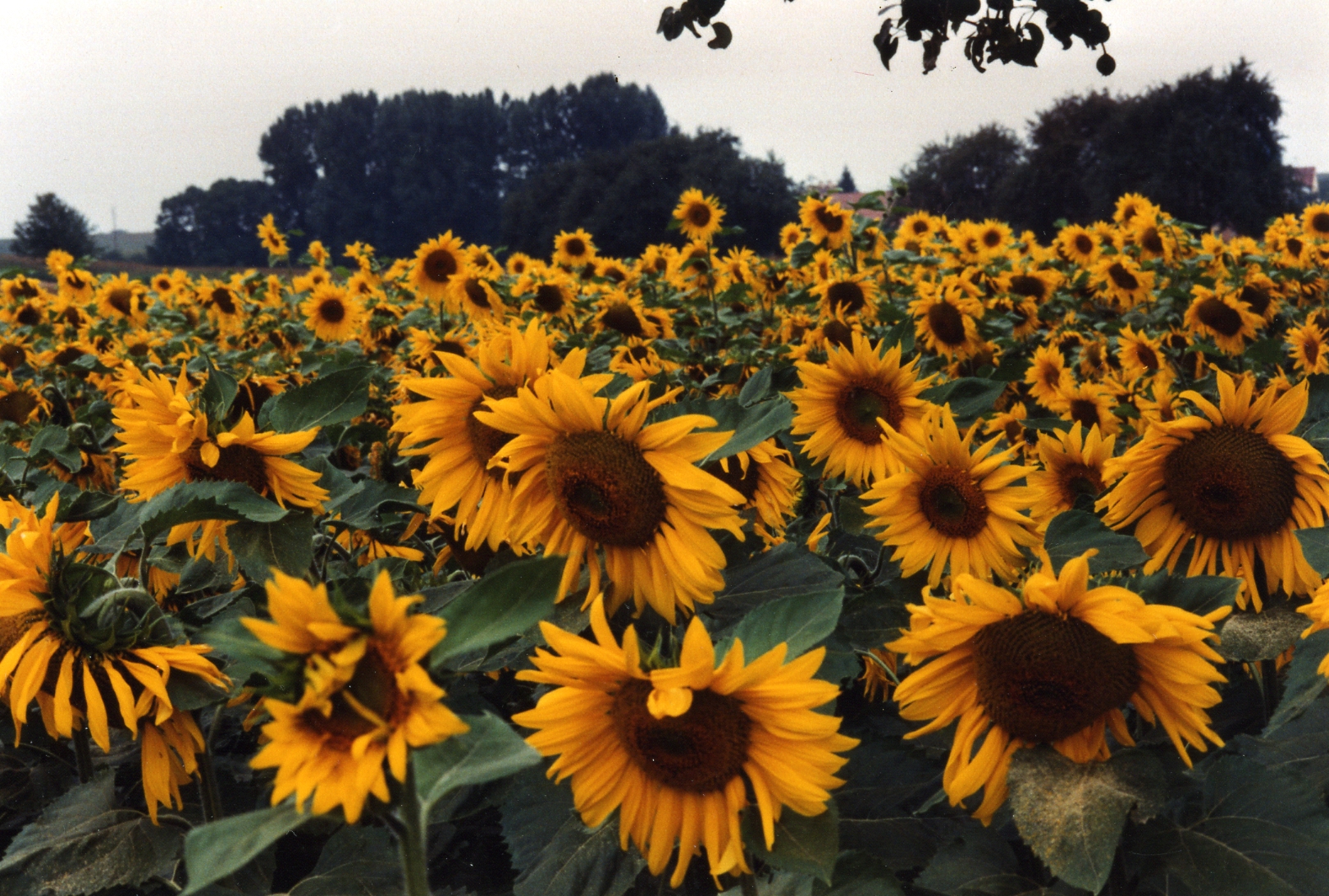 Sunflowers