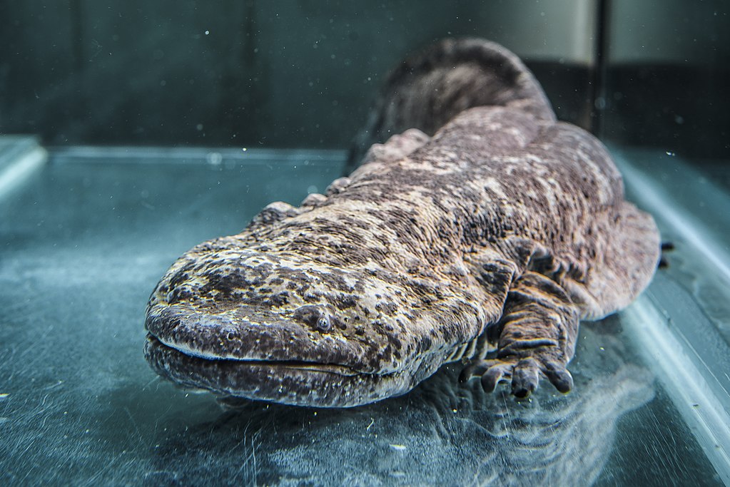 Creature Feature Chinese Giant Salamander Redbrick Sci Tech