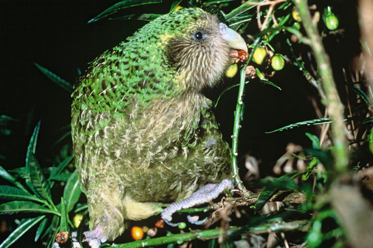 the kakapo