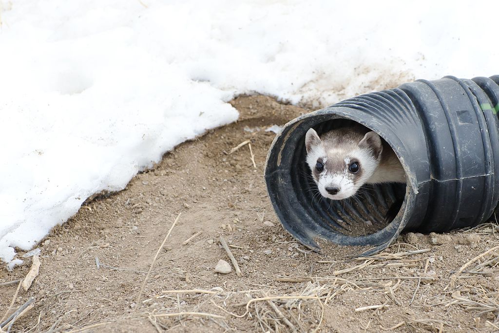Snow ferret for sales sale