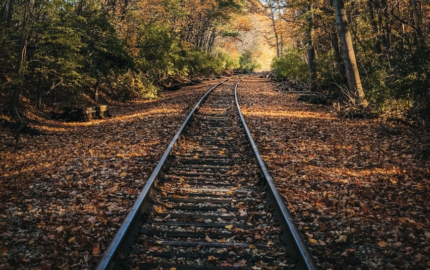 autumn leaves