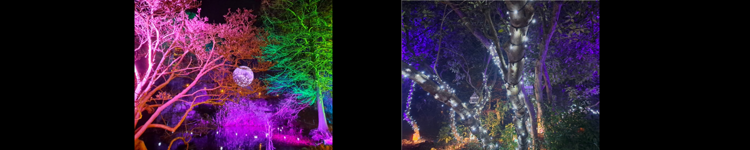Luminate Winter Light Trail